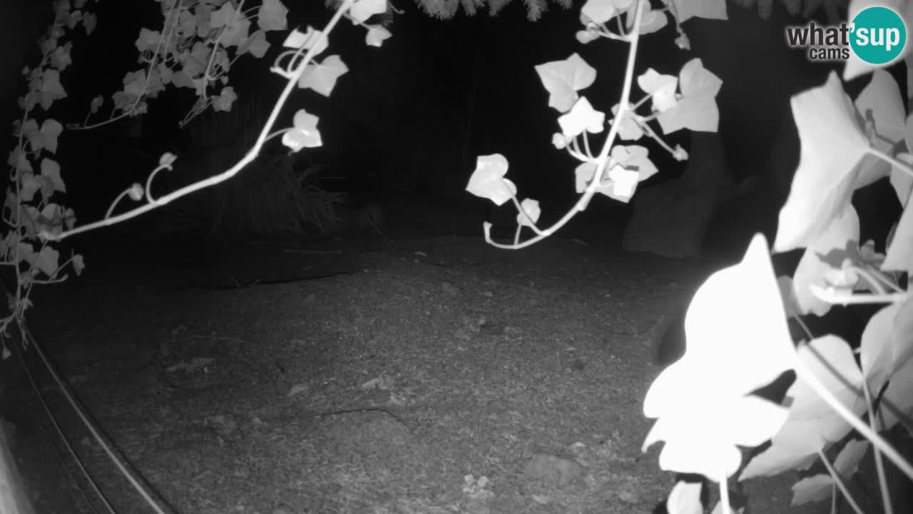 Live cam Zoo Ljubljana – Erdmännchen