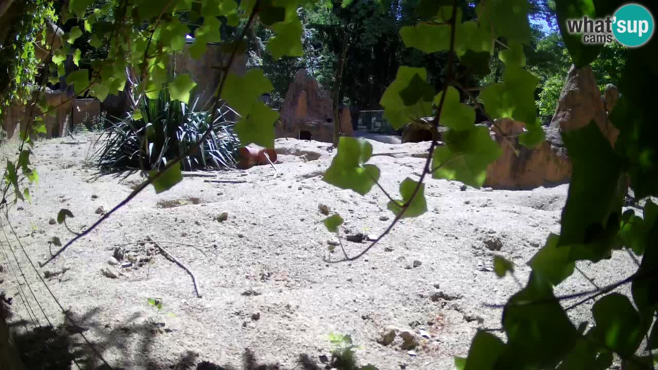 Webcam live Zoo Ljubljana – Suricata
