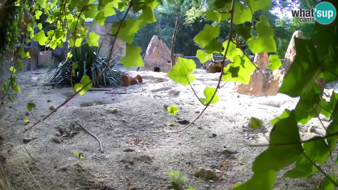 Zoo Ljubljana – Live webcam Meerkat (Suricata)