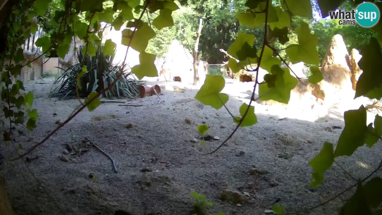 Webcam Zoo Ljubljana – Suricate