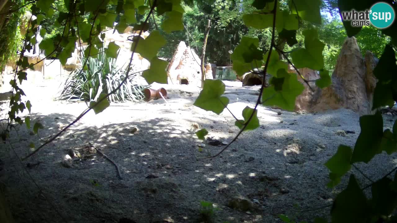 Webcam Zoo Ljubljana – Suricate