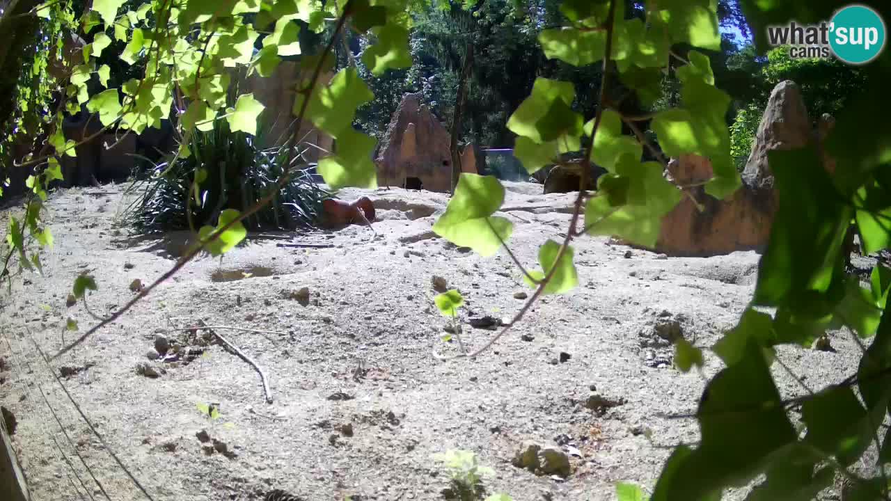 Live cam Zoo Ljubljana – Erdmännchen