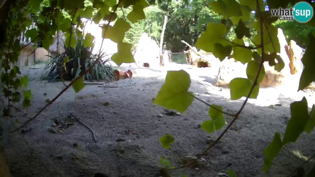 Webcam live Zoo Ljubljana – Suricata