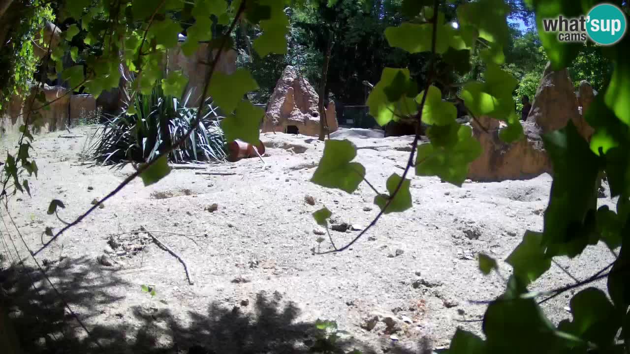 Live cam Zoo Ljubljana – Erdmännchen