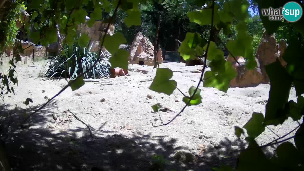 Zoo Ljubljana – Live webcam Meerkat (Suricata)