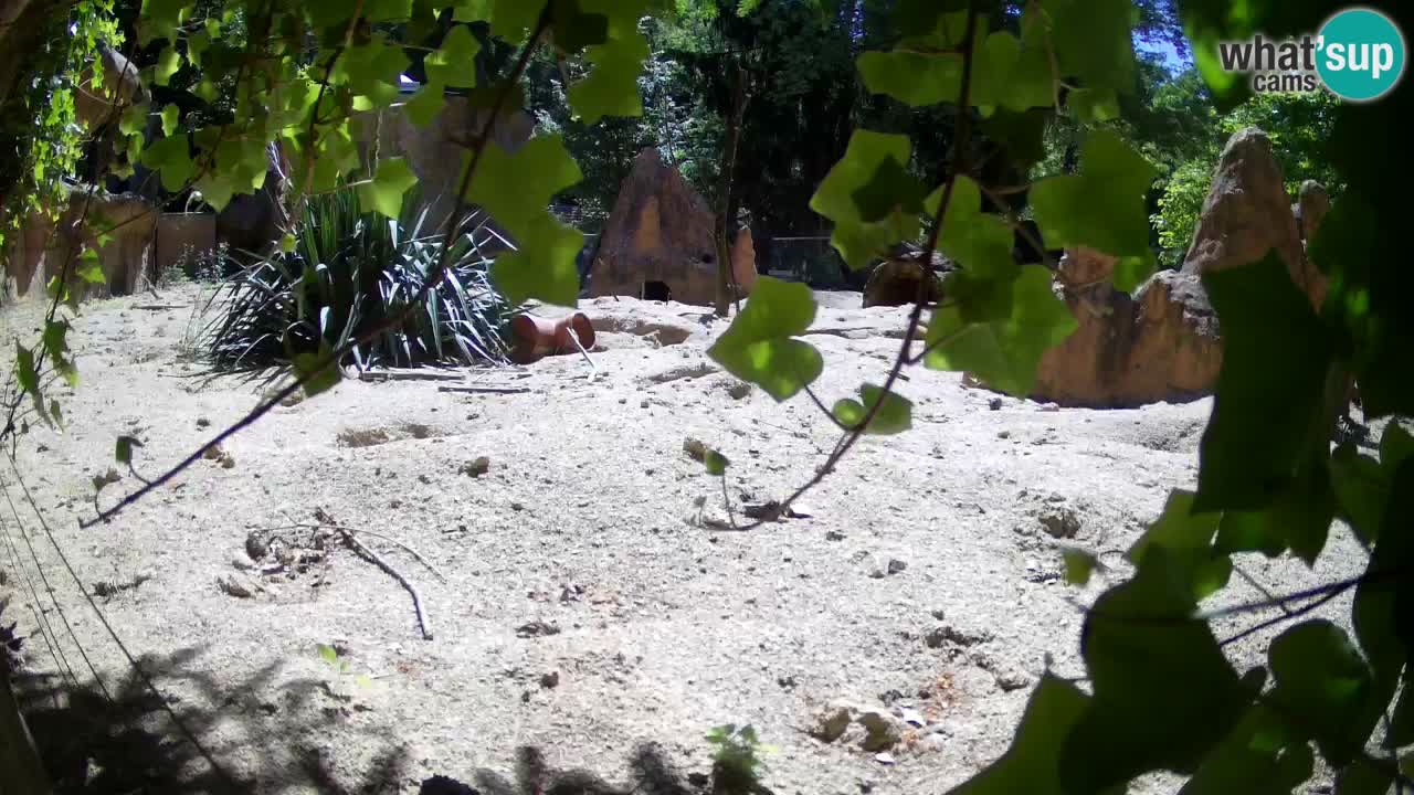 Zoo Ljubljana – Live webcam Meerkat (Suricata)
