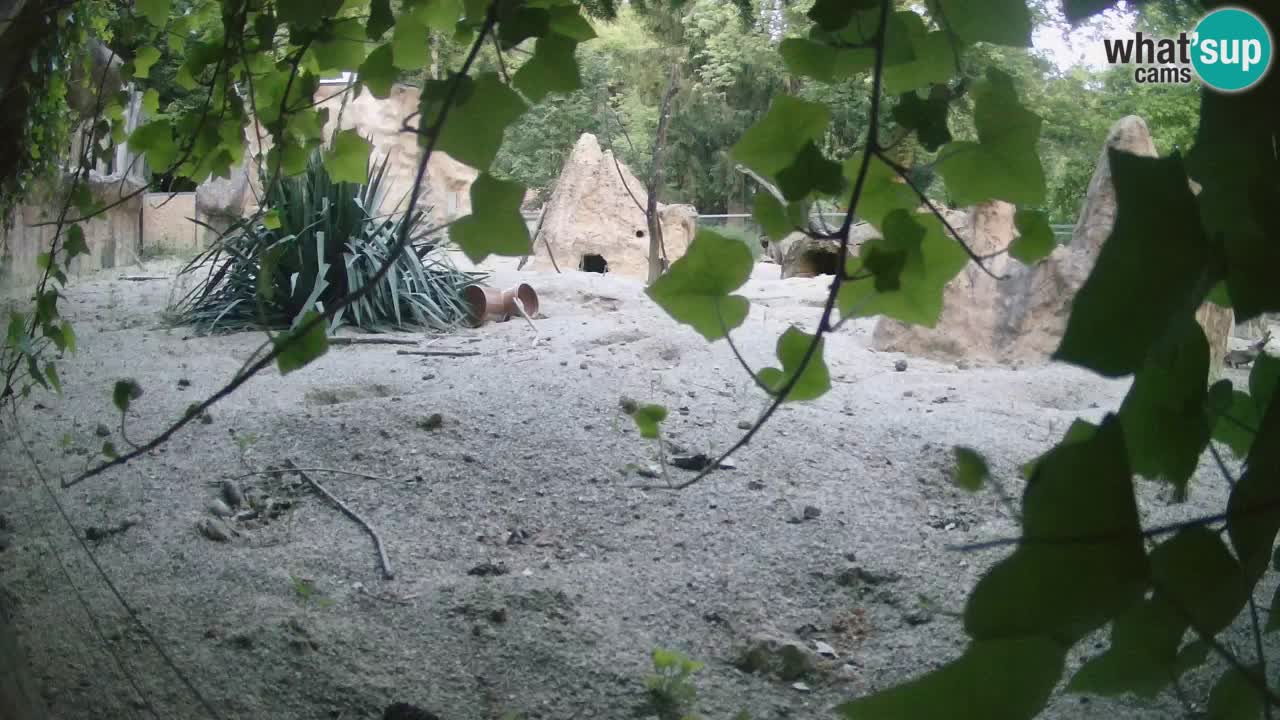 Zoo Ljubljana – Live webcam Meerkat (Suricata)