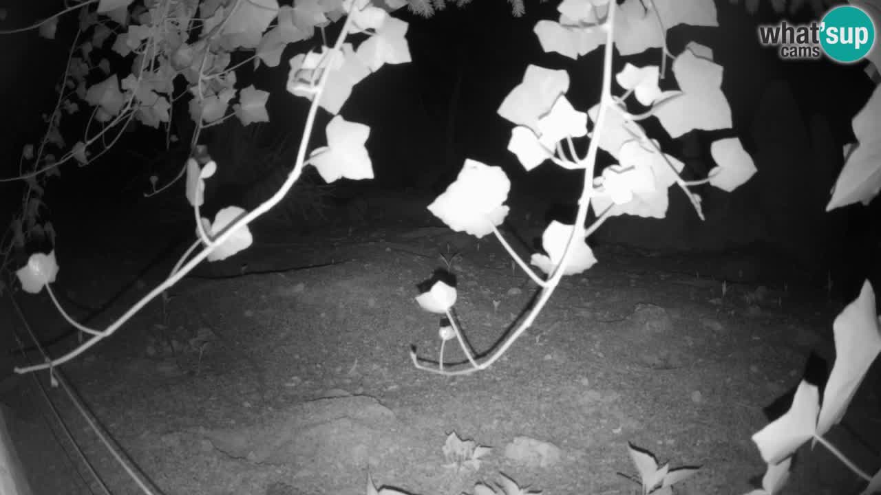 Live cam Zoo Ljubljana – Erdmännchen