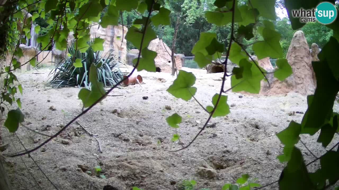 Zoo Ljubljana – Meerkat (Suricata)