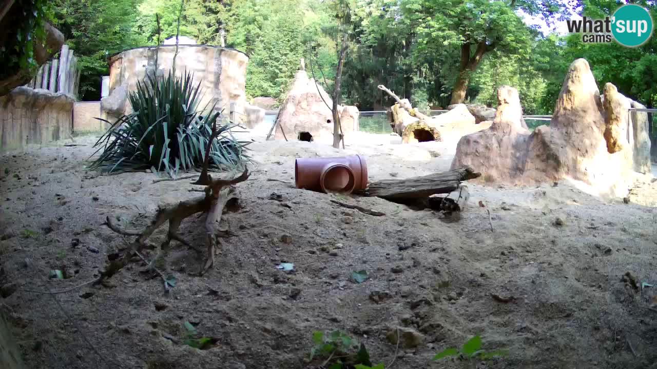 Live cam Zoo Ljubljana – Erdmännchen