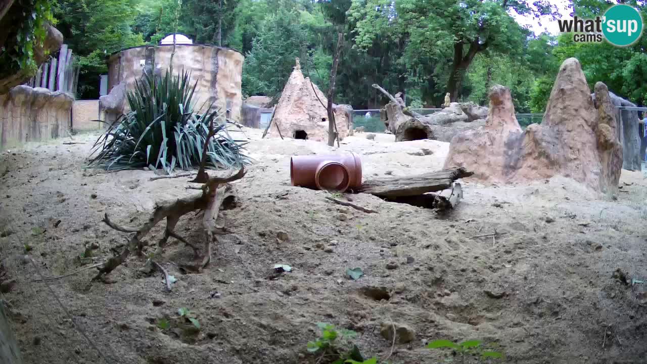 Zoo Ljubljana – Live webcam Meerkat (Suricata)