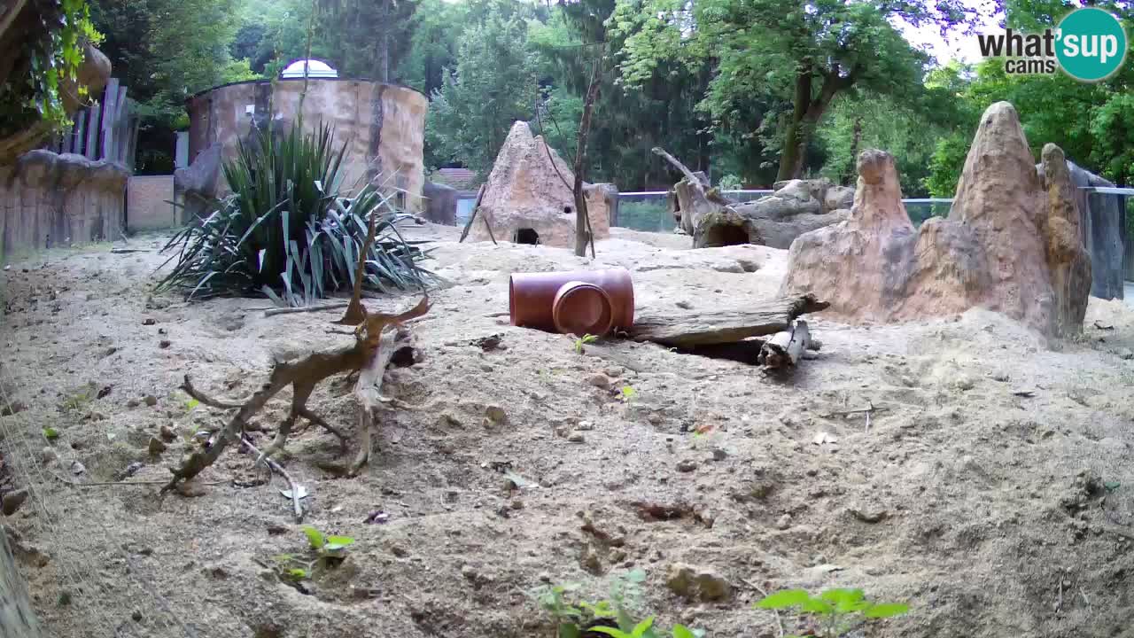 Webcam Zoo Ljubljana – Suricate