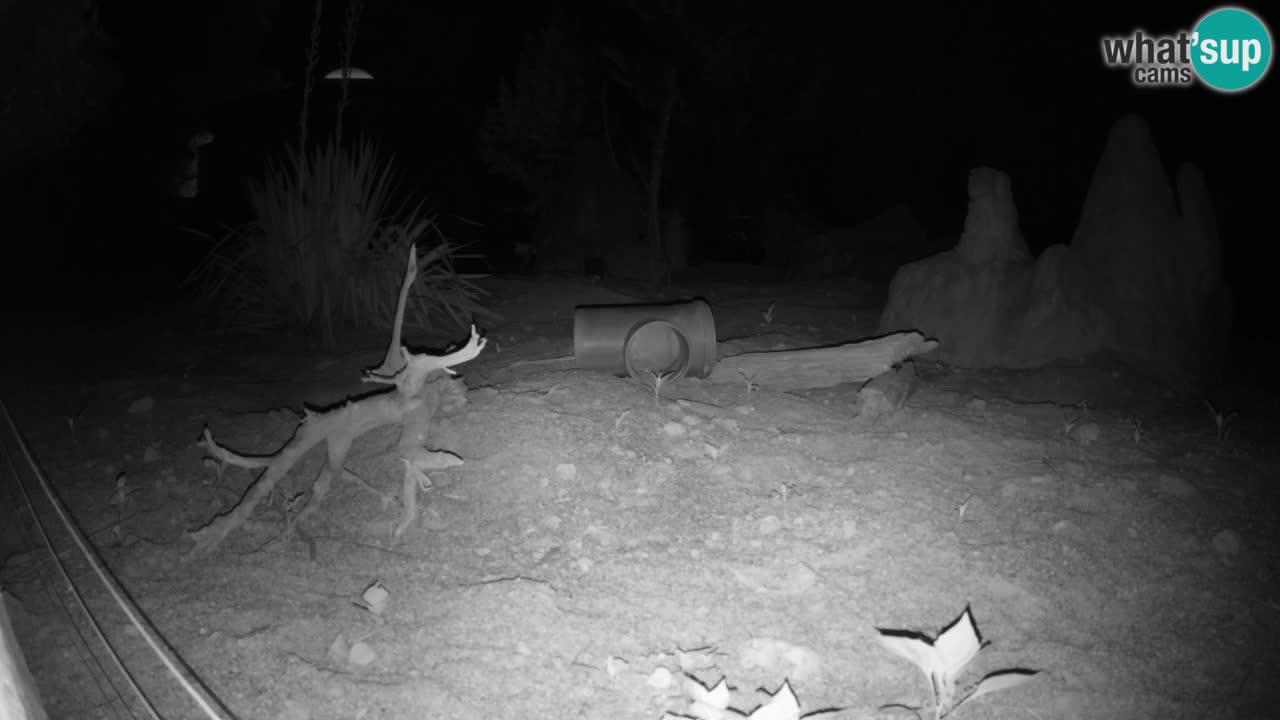 Live cam Zoo Ljubljana – Erdmännchen