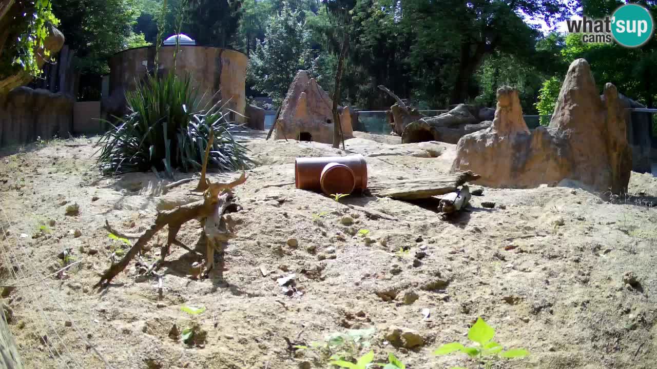 Zoo Ljubljana – Live webcam Meerkat (Suricata)