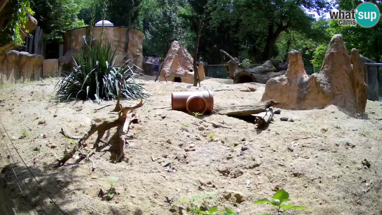 Zoo Ljubljana – Live webcam Meerkat (Suricata)