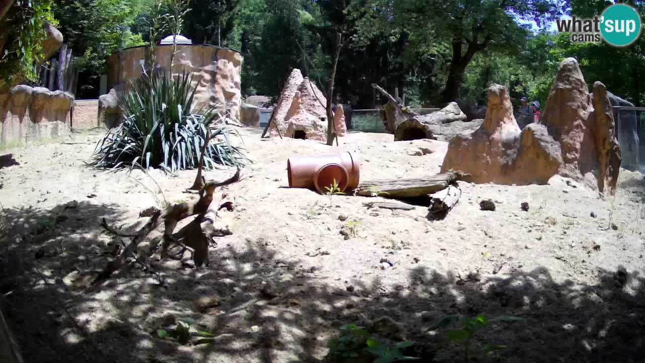Webcam live Zoo Ljubljana – Suricata