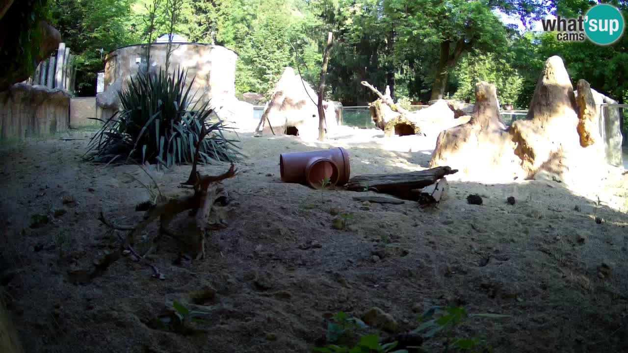 Zoo Ljubljana – Live webcam Meerkat (Suricata)