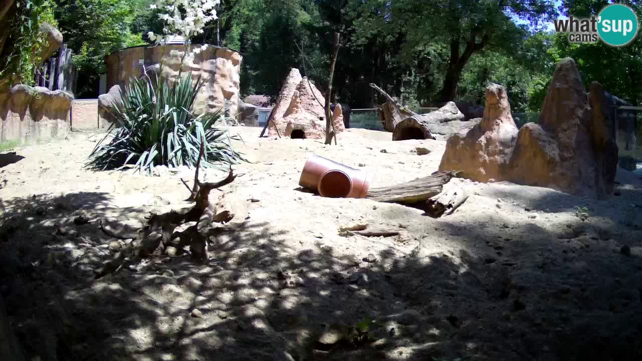 Zoo Ljubljana – Live webcam Meerkat (Suricata)