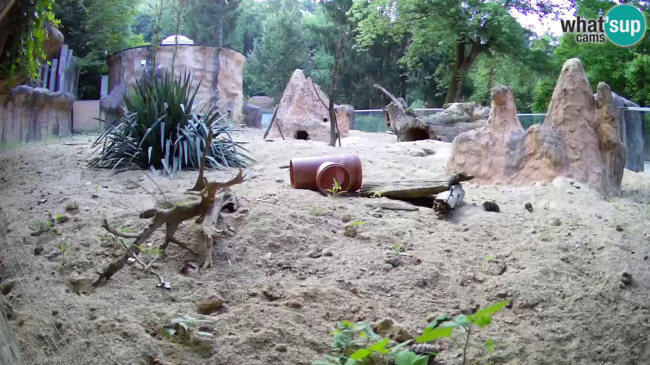 Zoo Ljubljana – Live webcam Meerkat (Suricata)
