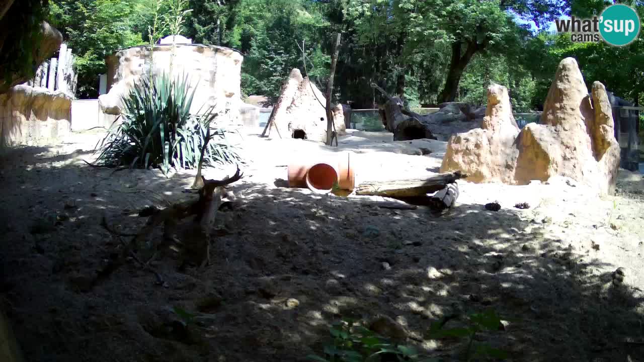 Zoo Ljubljana – Live webcam Meerkat (Suricata)