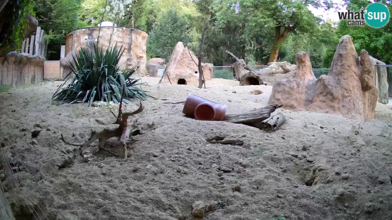 Zoo Ljubljana – Live webcam Meerkat (Suricata)
