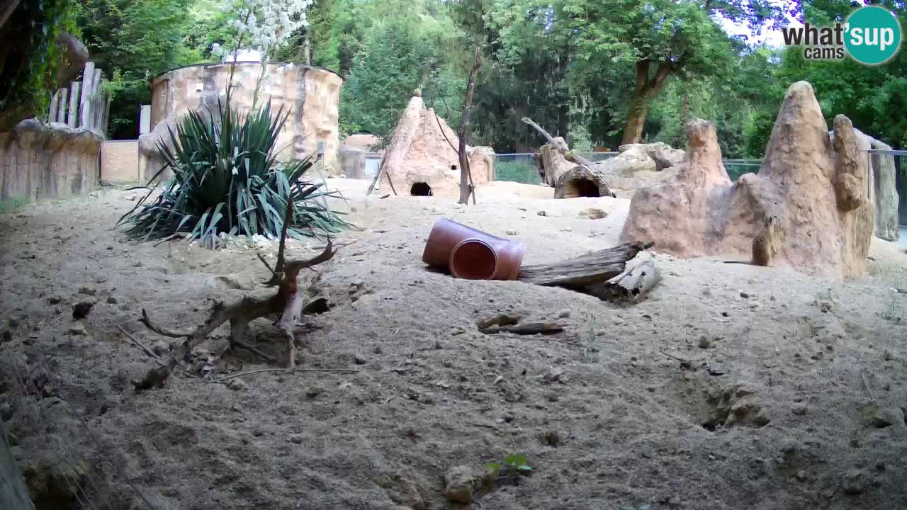Webcam live Zoo Ljubljana – Suricata
