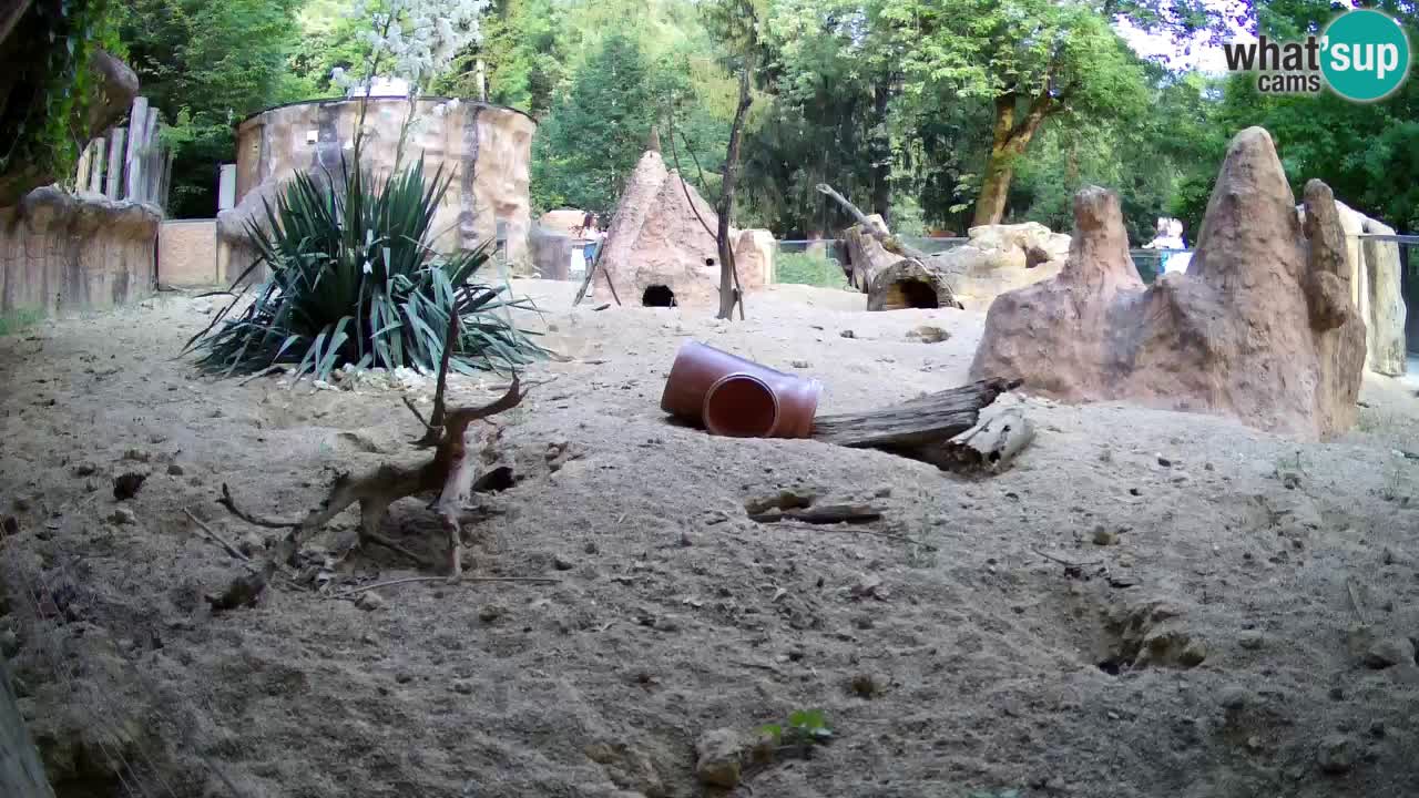 Zoo Ljubljana – Live webcam Meerkat (Suricata)