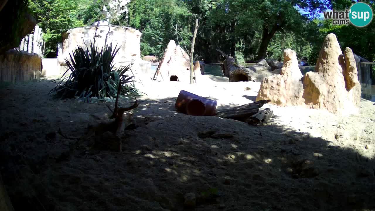 Zoo Ljubljana – Live webcam Meerkat (Suricata)