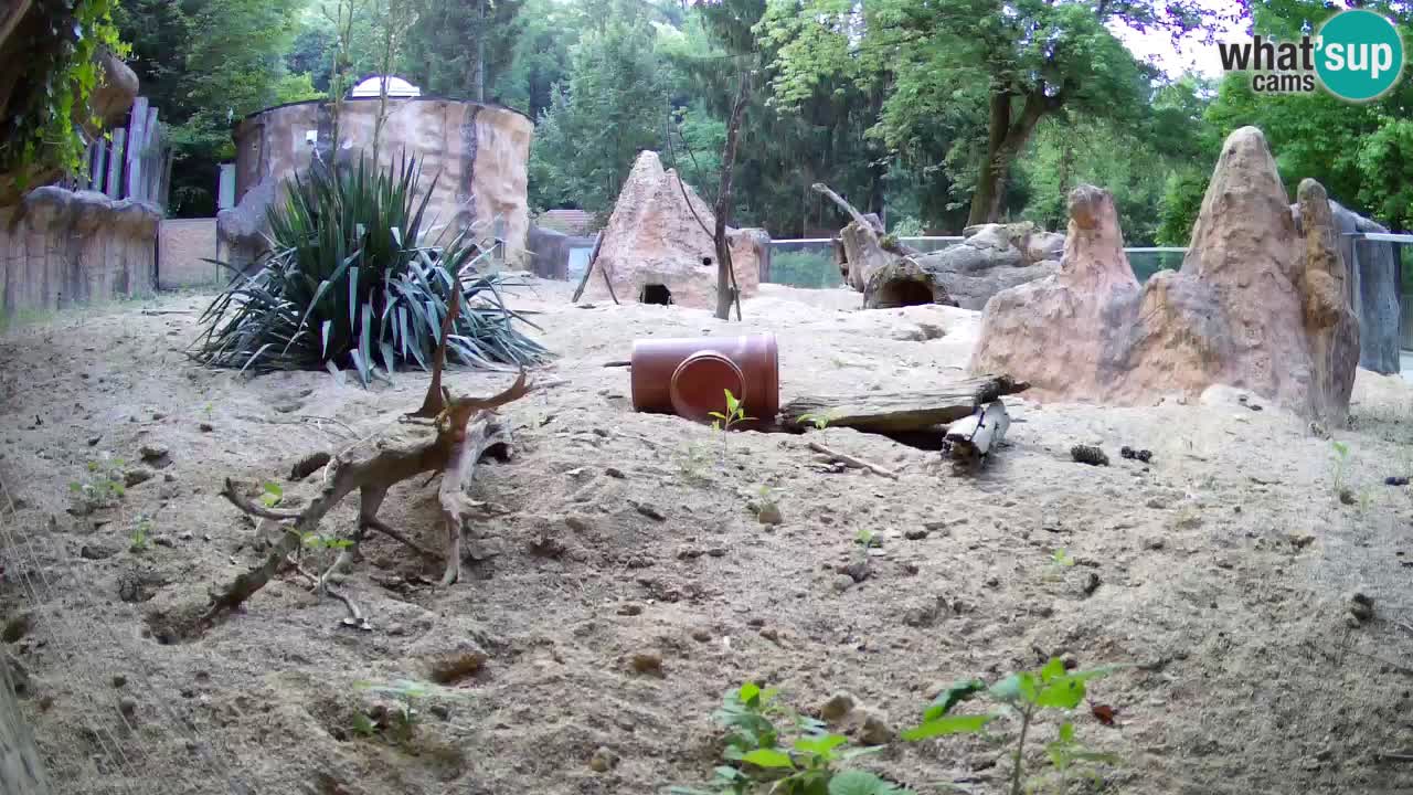 Web kamera Zoo Ljubljana – Merkat