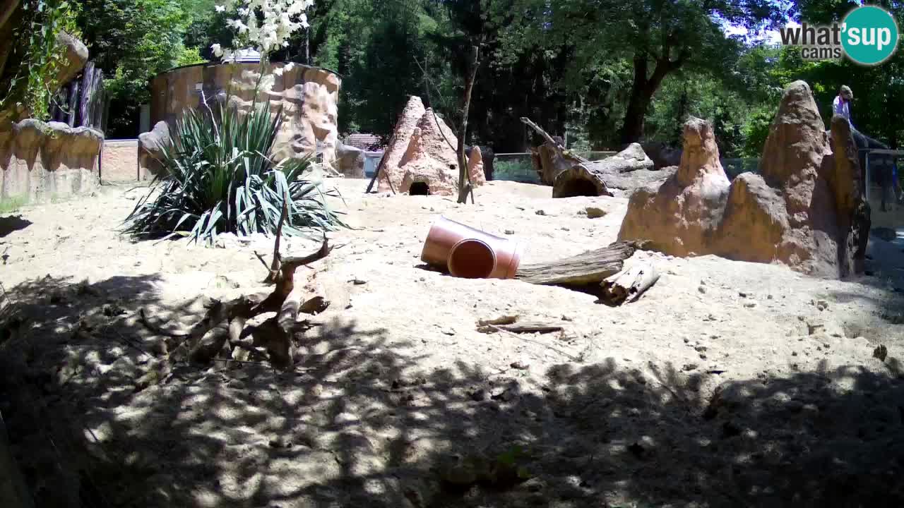 Zoo Ljubljana – Meerkat (Suricata)