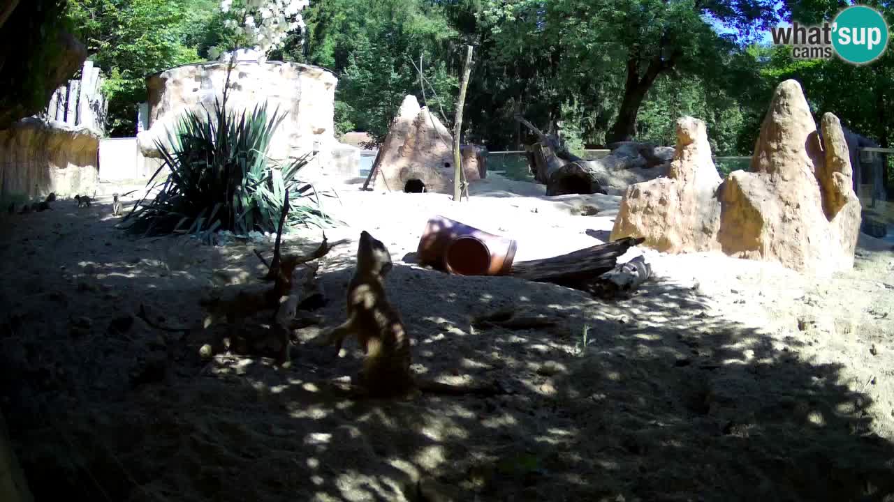 Live cam Zoo Ljubljana – Erdmännchen