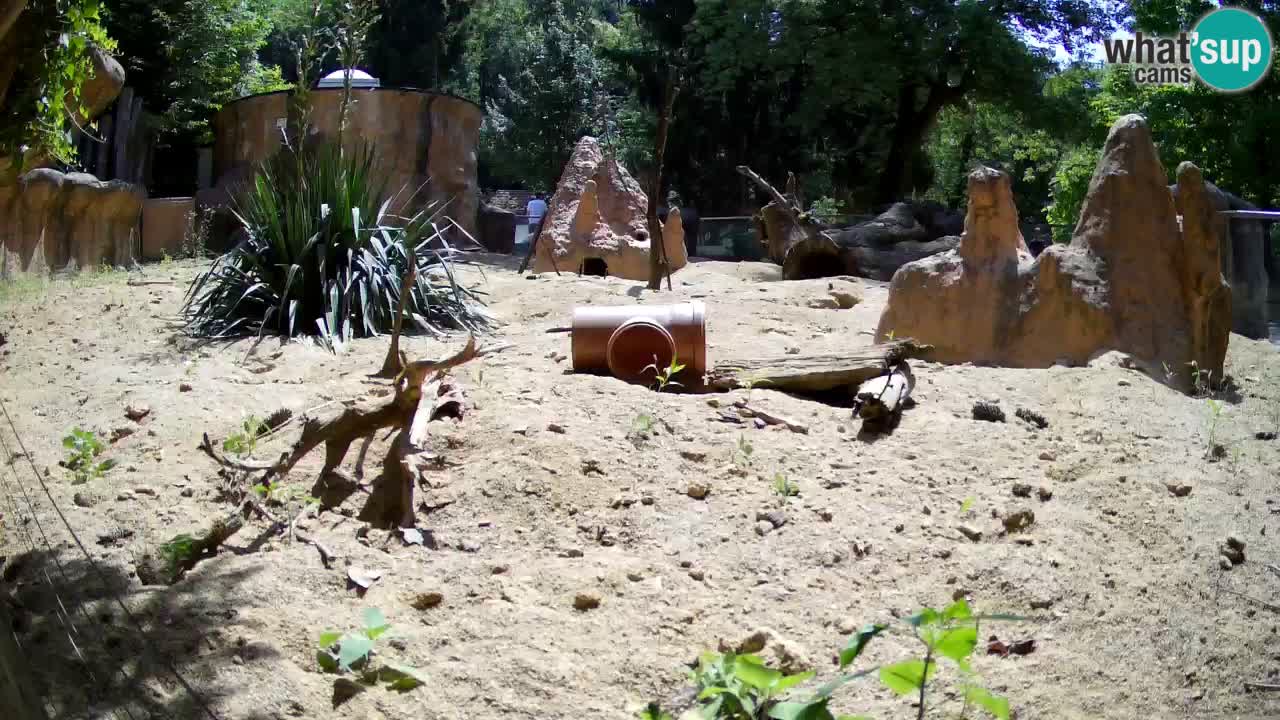 Zoo Ljubljana – Live webcam Meerkat (Suricata)