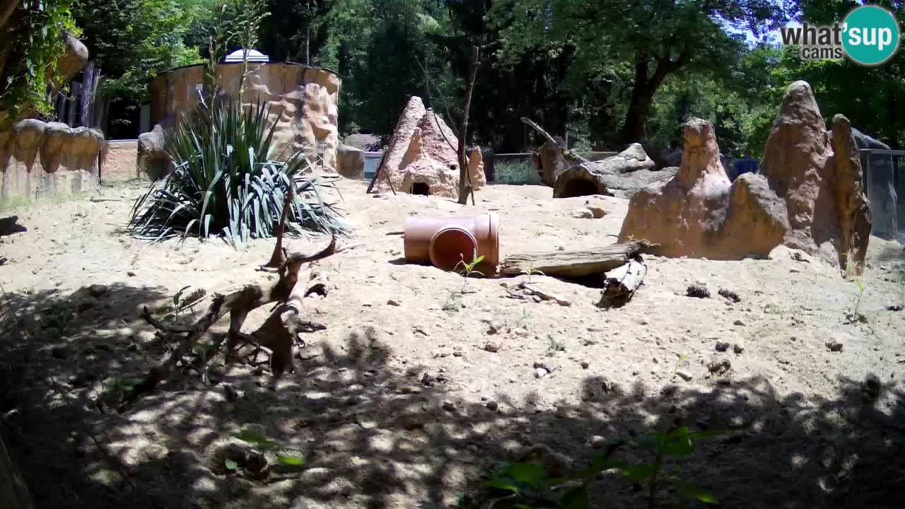 Zoo Ljubljana – Live webcam Meerkat (Suricata)