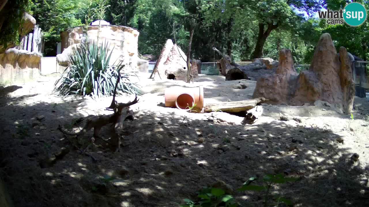 Zoo Ljubljana – Live webcam Meerkat (Suricata)