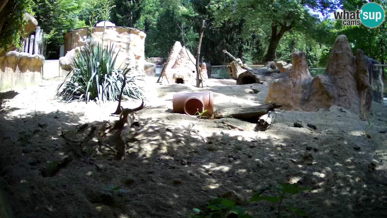 Live cam Zoo Ljubljana – Erdmännchen