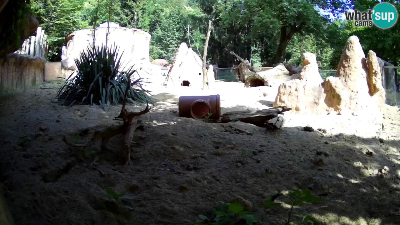 Zoo Ljubljana – Live webcam Meerkat (Suricata)