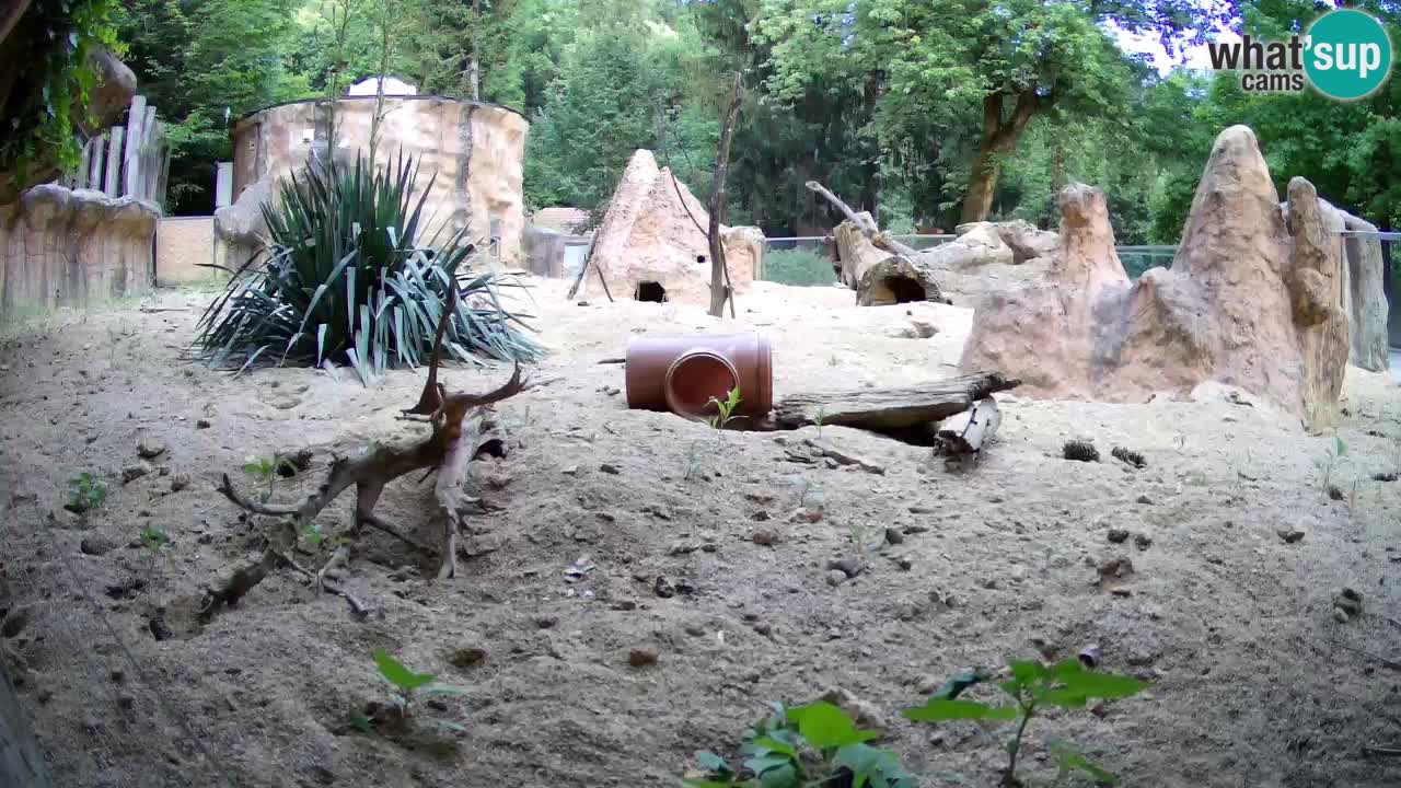 Zoo Ljubljana – Live webcam Meerkat (Suricata)