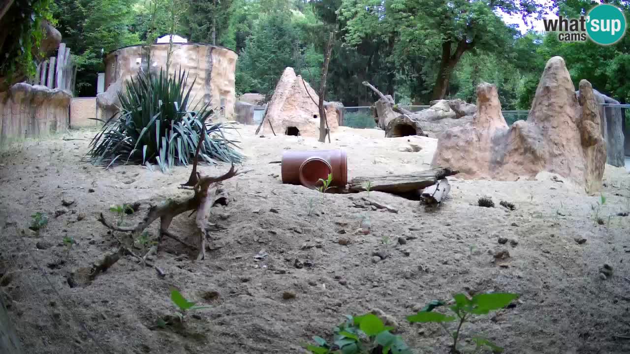 Zoo Ljubljana – Live webcam Meerkat (Suricata)