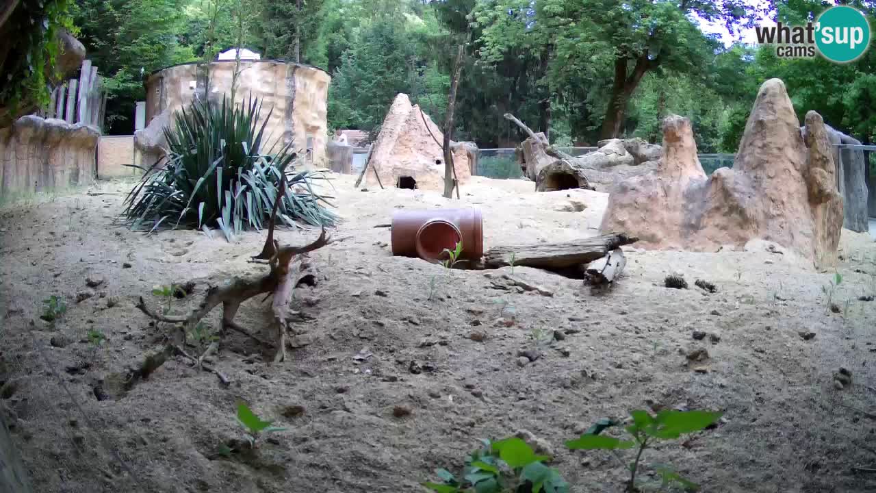 Zoo Ljubljana – Live webcam Meerkat (Suricata)