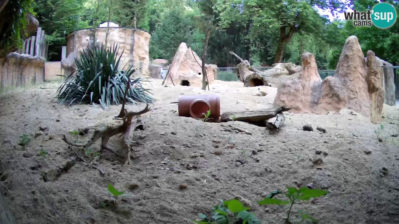 Zoo Ljubljana – Live webcam Meerkat (Suricata)