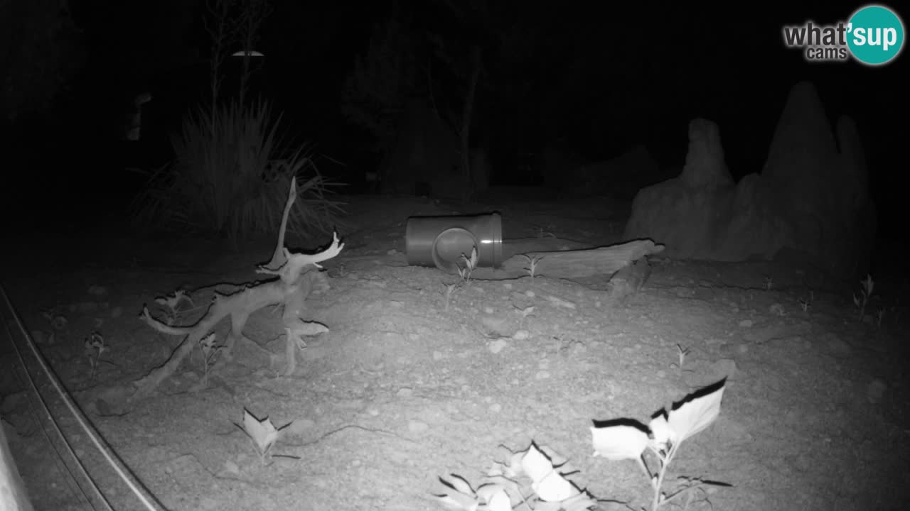 Zoo Ljubljana – Live webcam Meerkat (Suricata)