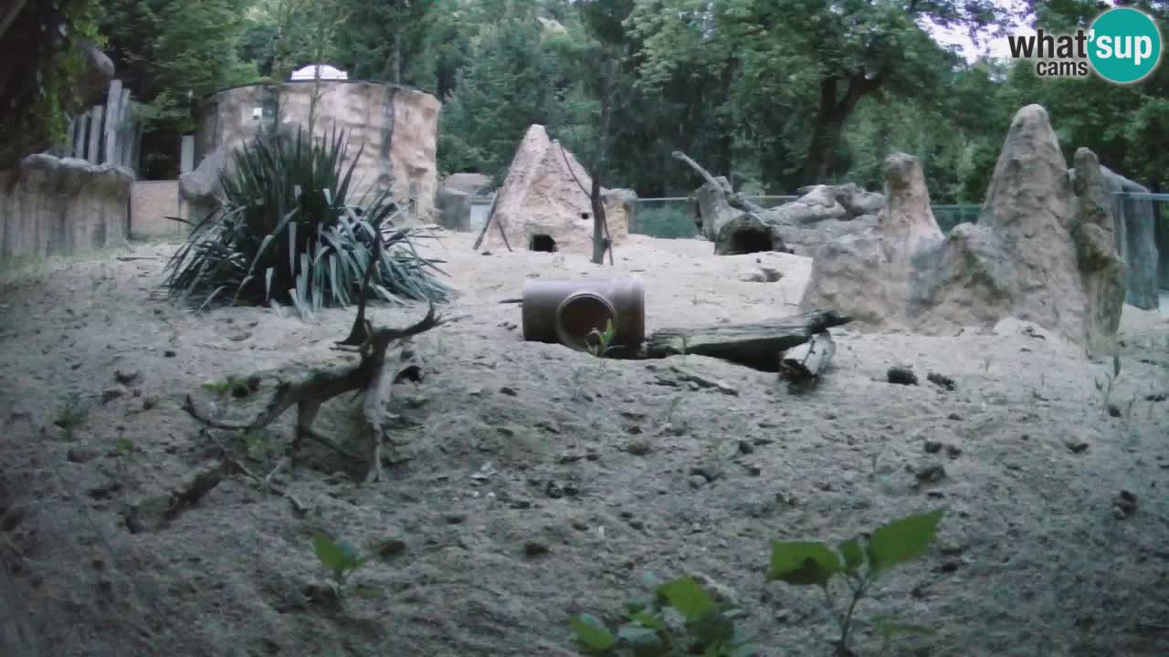 Zoo Ljubljana – Live webcam Meerkat (Suricata)