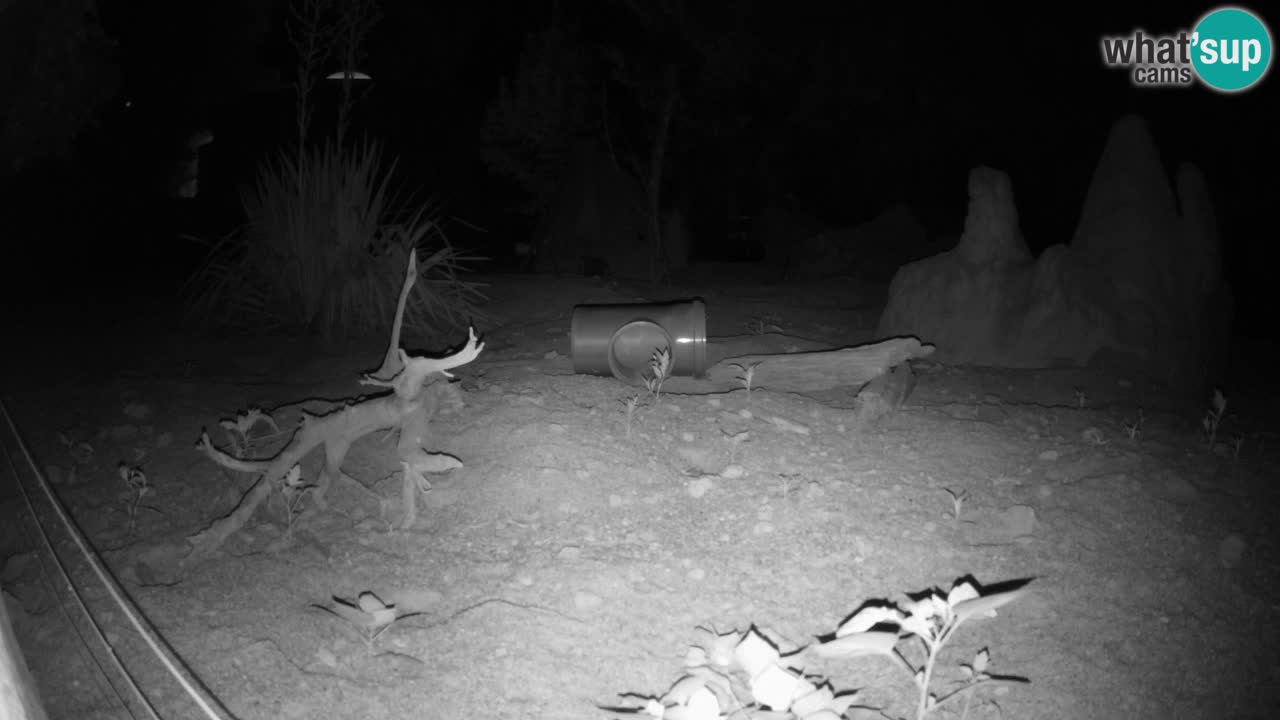 Webcam live Zoo Ljubljana – Suricata