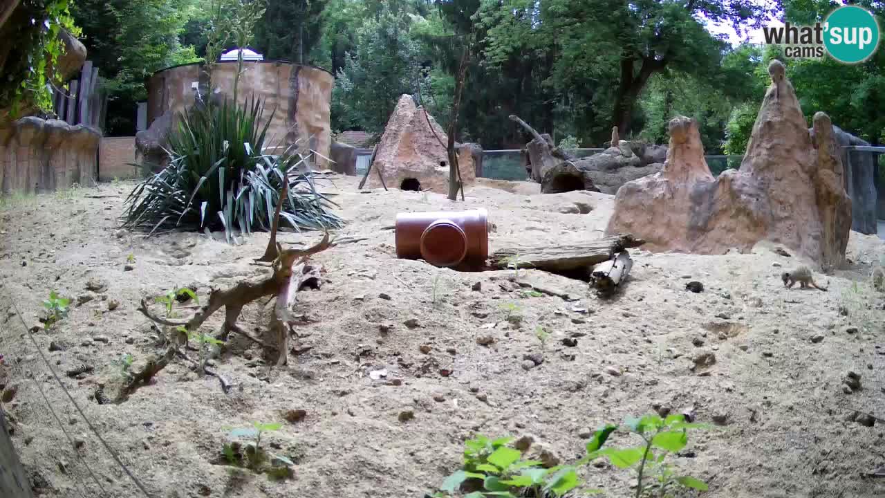 Zoo Ljubljana – Live webcam Meerkat (Suricata)
