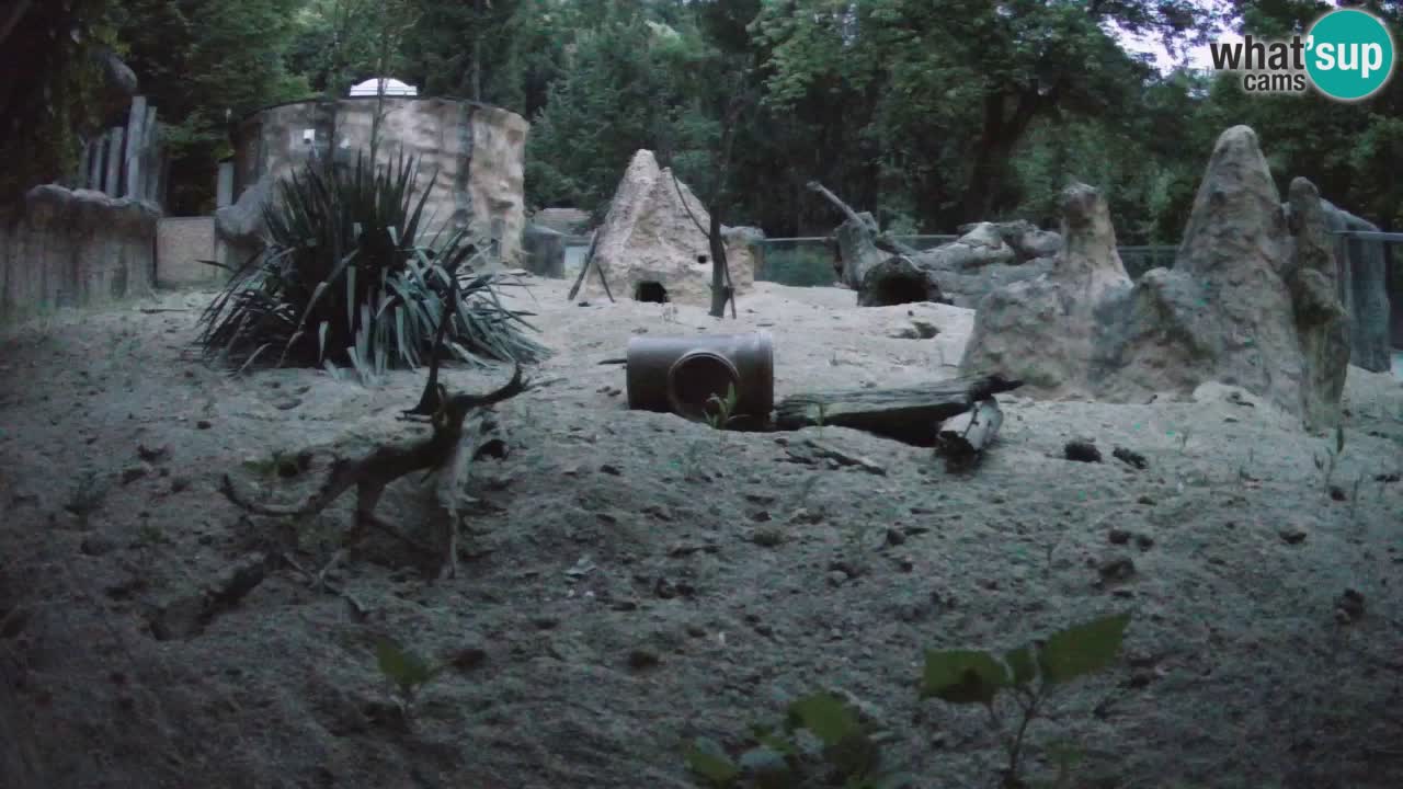Live cam Zoo Ljubljana – Erdmännchen