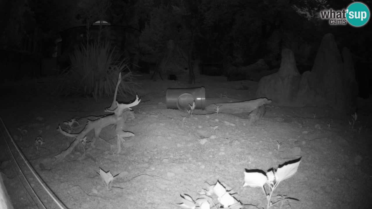Zoo Ljubljana – Live webcam Meerkat (Suricata)