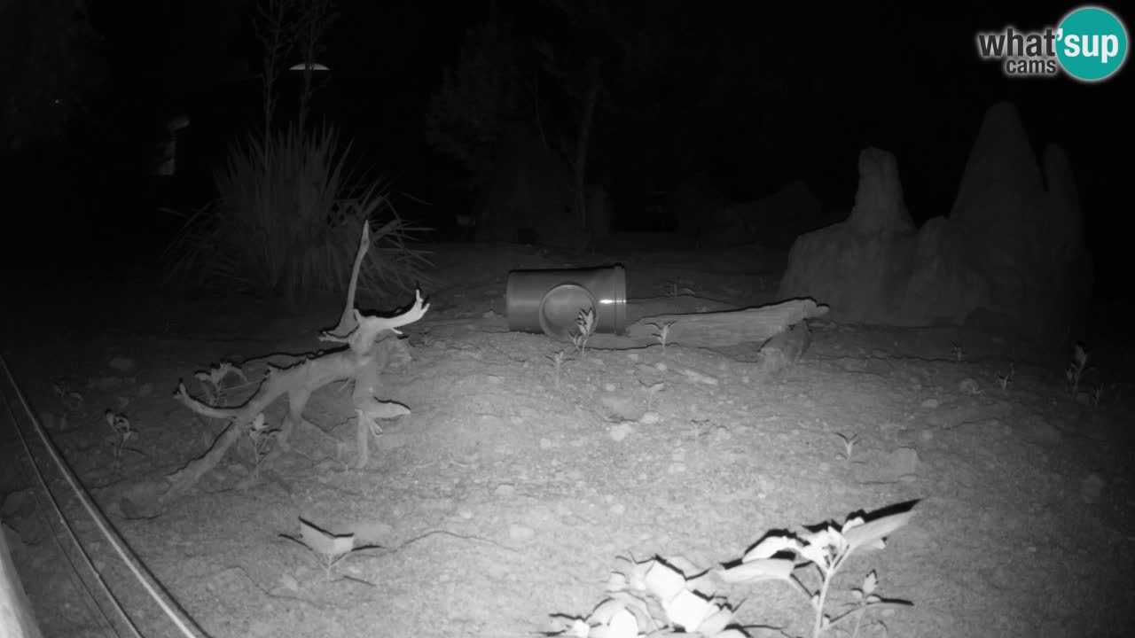 Live cam Zoo Ljubljana – Erdmännchen