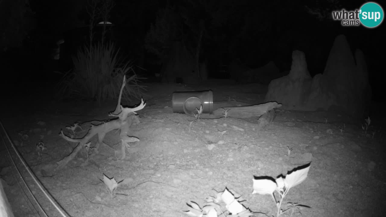 Live cam Zoo Ljubljana – Erdmännchen