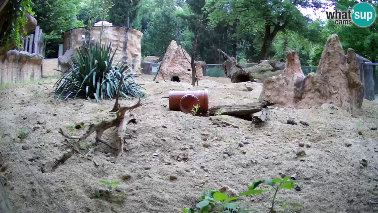 Zoo Ljubljana – Live webcam Meerkat (Suricata)
