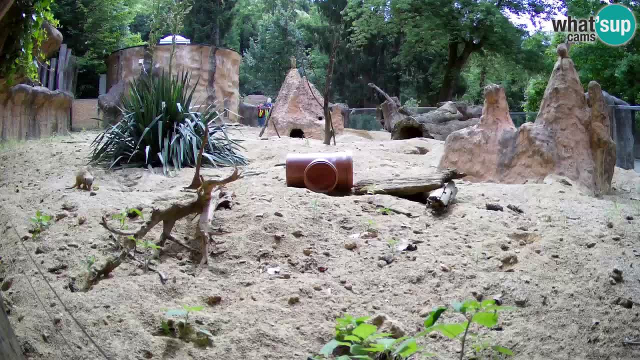 Webcam live Zoo Ljubljana – Suricata